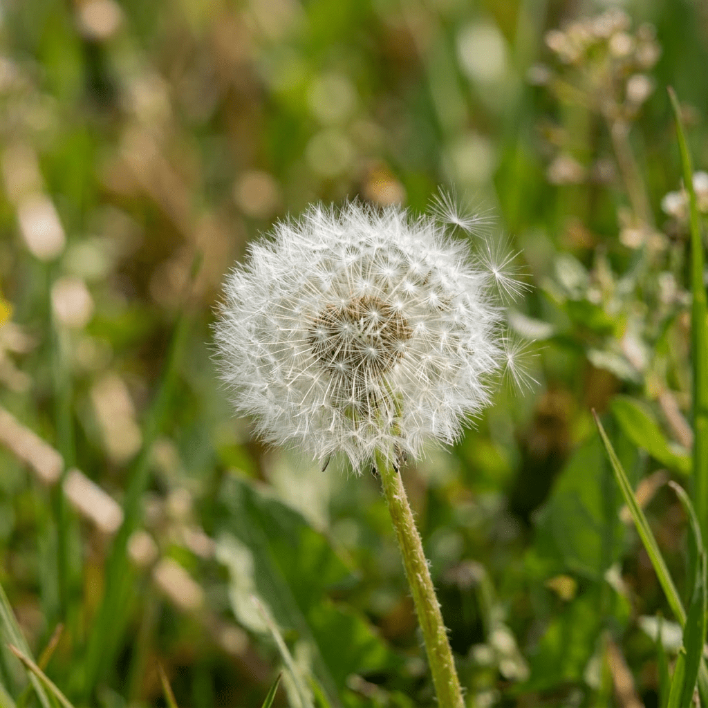 Yellow dandelion flower with green stem and blurred grass background